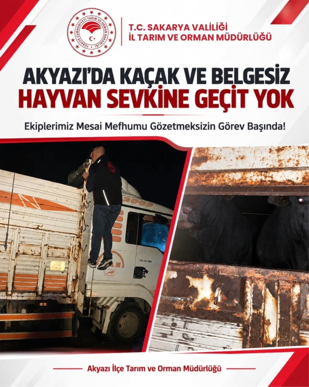 AKYAZI'DA BELGESİZ KAÇAK HAYVAN SEVKİYATİNA DUR 13.10.2026